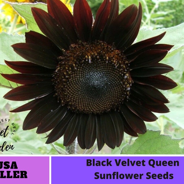 Black Velvet Queen Sunflower Seeds-Perennial -Authentic Seeds-Flowers -Organic. Non GMO -Seeds-Mix Seeds for Plant-B3G1 #E005.