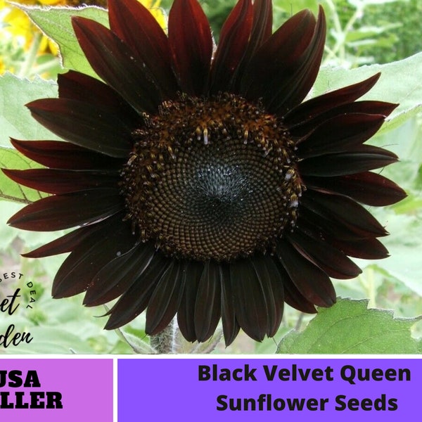 Black Flower Seeds Etsy