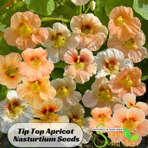 May include: Close-up of apricot-colored nasturtium flowers. The flowers are arranged in a cluster and have a delicate, ruffled appearance. The text "Tip Top Apricot Nasturtium Seeds" is visible at the bottom of the image.