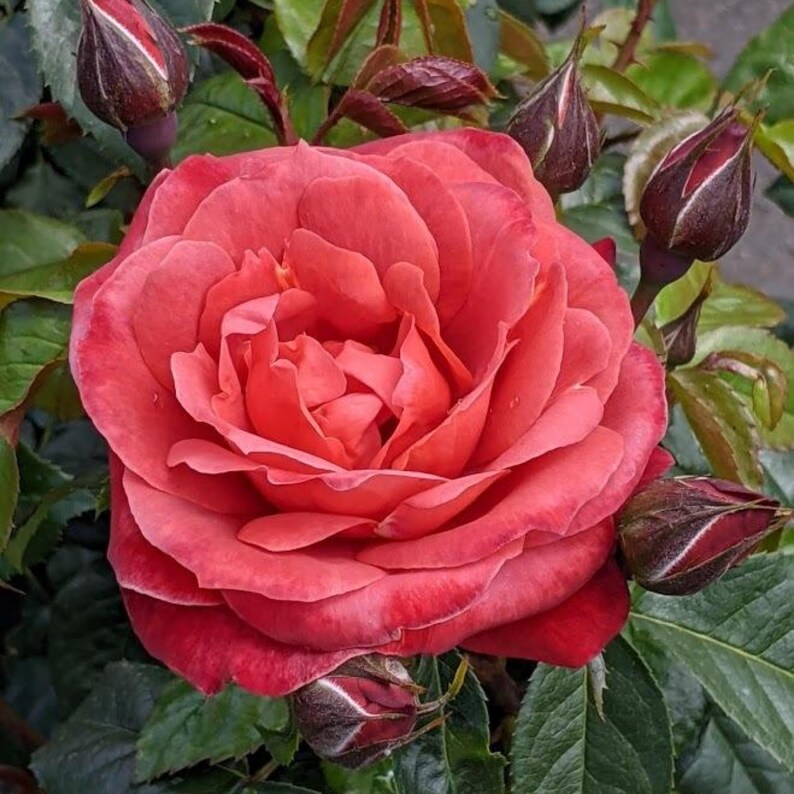Hot Cocoa Floribunda Flower Rose Seeds Perennial Authentic Seeds