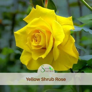 Semillas de Rosa Amarilla - Auténtico arbusto trepador perenne sin OMG