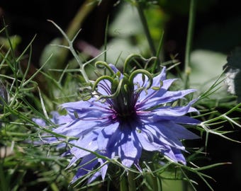 15 Seeds| Black Cumin (Charnushska) Seeds  -Garden seeds- Authentic~ Vegetable ~ Asian Garden~ Fruit Seeds-. Non GMO -  #6029