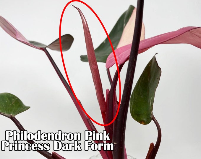 Philodendron Pink Princess Dark Form New Leaf Unfurling Healthy Stable