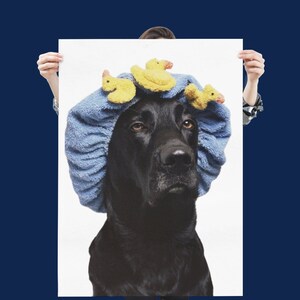 May include: A black dog wearing a blue shower cap with yellow rubber duck toys on top. The dog is looking directly at the camera.