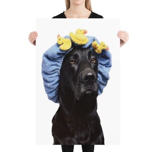 May include: A black dog wearing a blue shower cap with yellow rubber duck toys on top. The dog has a serious expression.