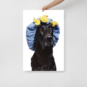 May include: A black dog wearing a blue shower cap with yellow rubber duck toys on top.