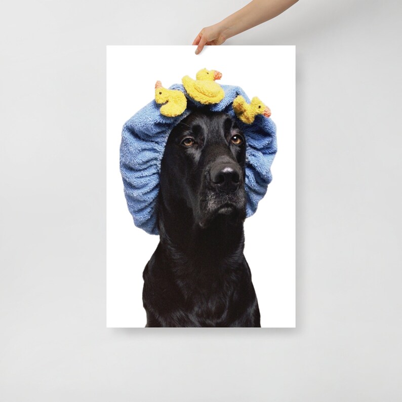 May include: A black dog wearing a blue shower cap with yellow rubber duck toys on top.