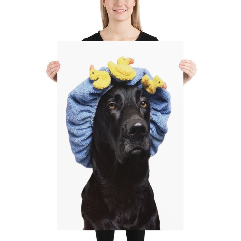 May include: A black dog wearing a blue shower cap with yellow rubber duck toys on top. The dog has a serious expression.