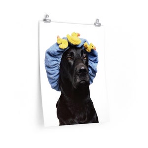 May include: A black dog wearing a blue shower cap with yellow rubber duck toys on top. The dog is looking directly at the camera.