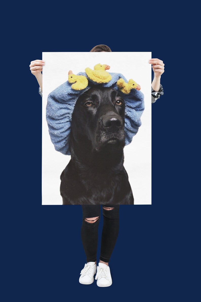 May include: A black dog wearing a blue shower cap with yellow rubber duck toys on top. The dog is looking directly at the camera.