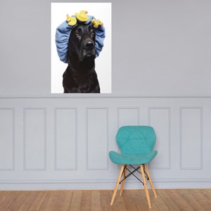 May include: A black dog wearing a blue shower cap with yellow rubber ducks on top. The dog is looking directly at the camera.