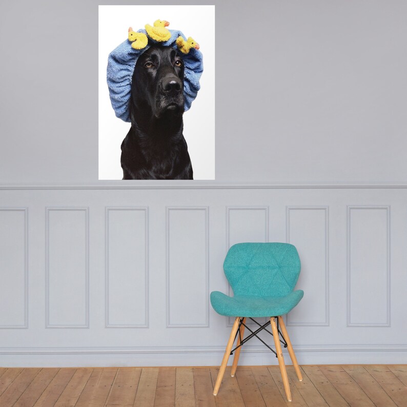 May include: A black dog wearing a blue shower cap with yellow rubber ducks on top. The dog is looking directly at the camera.