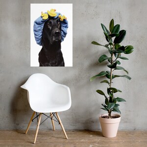 May include: A black dog wearing a blue shower cap with yellow rubber ducks on top. The dog is looking directly at the camera.