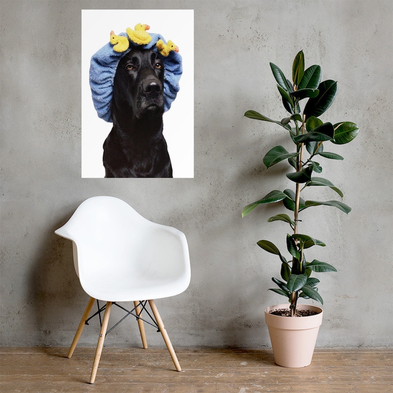 May include: A black dog wearing a blue shower cap with yellow rubber ducks on top. The dog is looking directly at the camera.