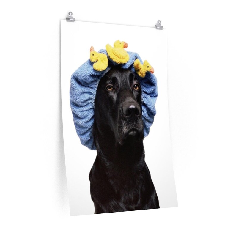 May include: A black dog wearing a blue shower cap with yellow rubber duck toys on top. The dog is looking to the right of the frame.