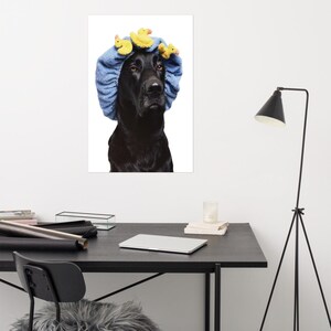 May include: A black Labrador Retriever wearing a blue shower cap with yellow rubber duck toys on top.