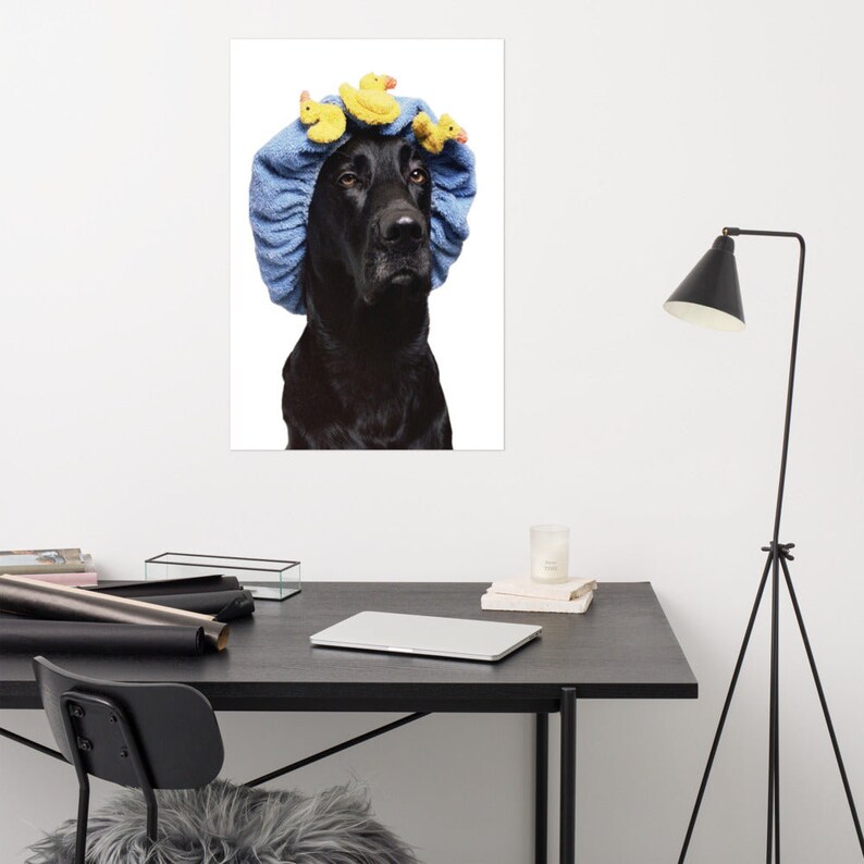 May include: A black Labrador Retriever wearing a blue shower cap with yellow rubber duck toys on top.