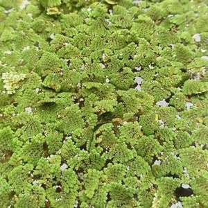 May include: A close-up of a dense patch of green aquatic plants, likely duckweed, covering the surface of a body of water.