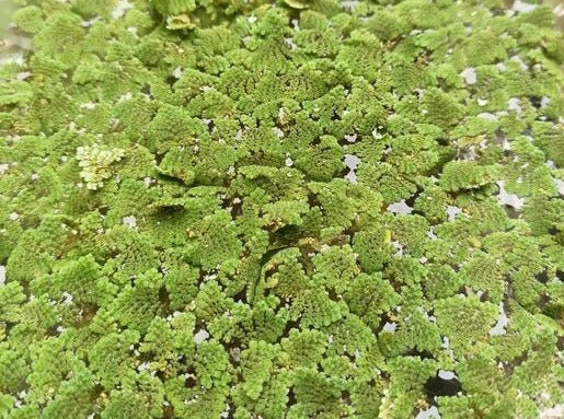 Plant - Azolla - Etsy Australia