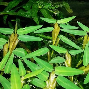 May include: Close-up of a group of green aquatic plants with long, narrow leaves. The plants have brown stems and are growing in a shallow body of water.