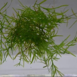 May include: A bunch of bright green aquatic plants with long, thin leaves. The plants are in a clear container and appear to be submerged in water.