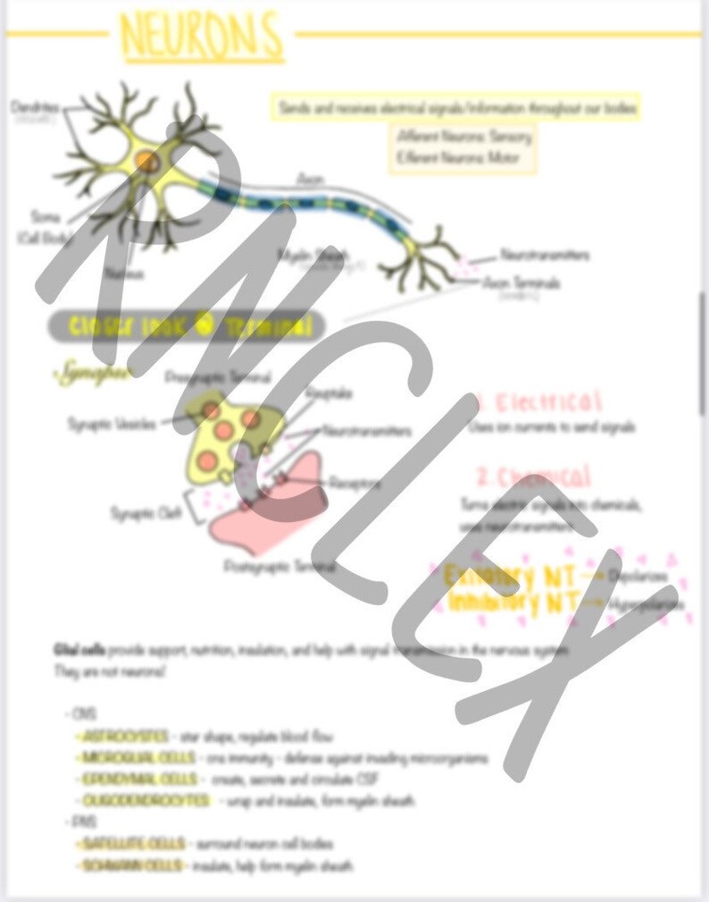 Anatomy and Physiology Notes RNCLEX Etsy