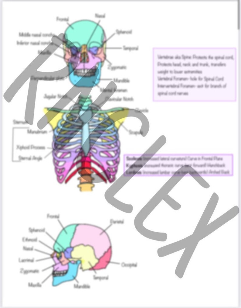 Anatomy and Physiology Notes RNCLEX Etsy