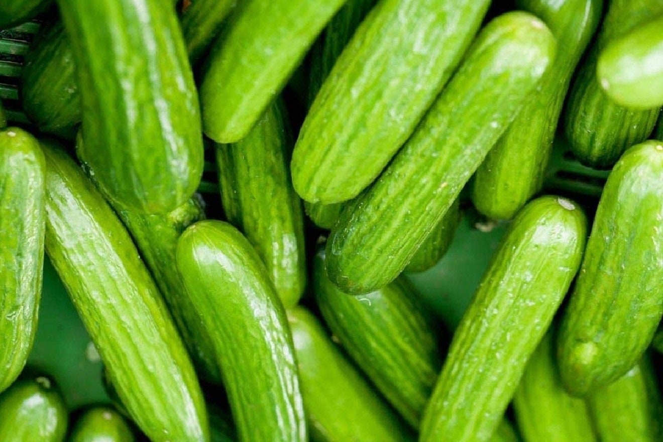 Persian Cucumber Seeds Multiple Pack Sizes Available Etsy