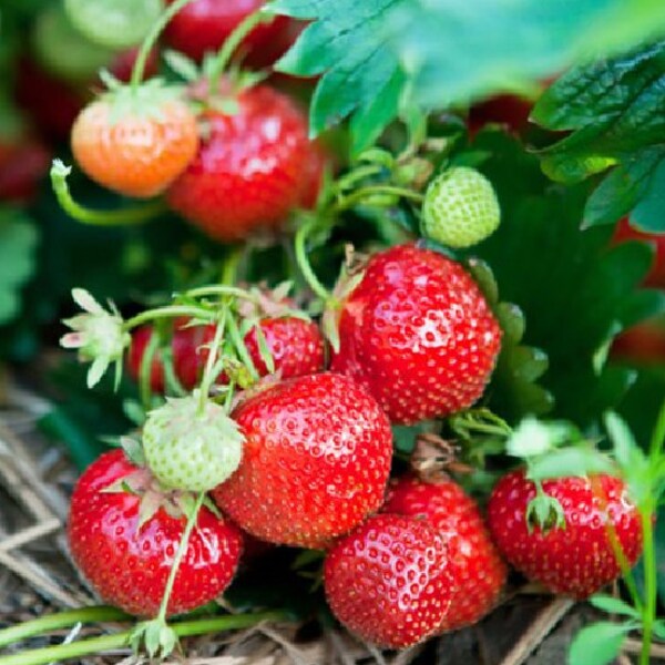 Strawberry Plants Everbearing Etsy
