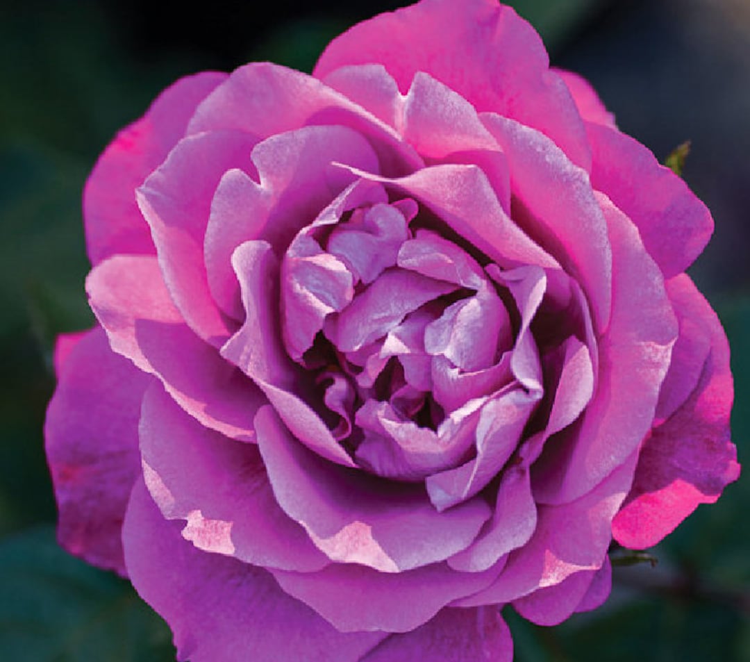 Hybrid Tea Rose Heirloom Dormant Bare Root Rose Live Plant Etsy