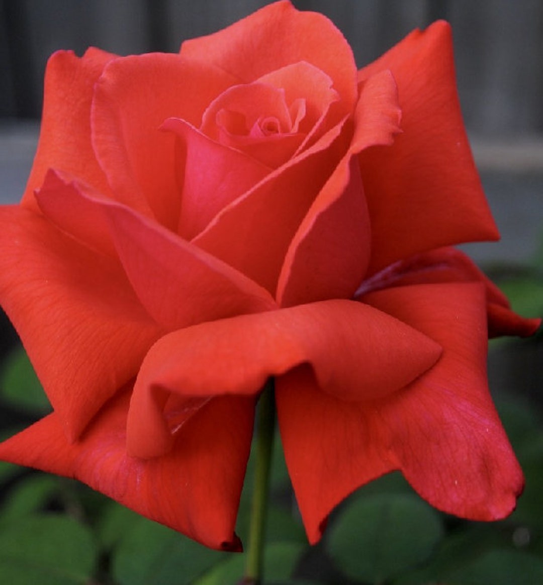 Dolly Parton Hybrid Tea Dormant Bare Root Rose Live Plant Bush Etsy