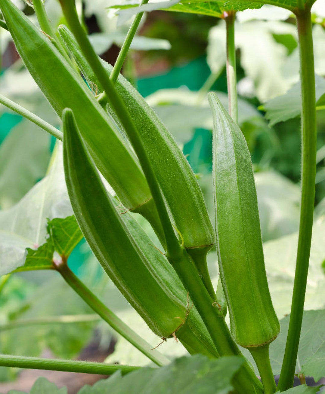 Clemson Spineless Okra Vegetable Seeds Multiple Pack Sizes Etsy