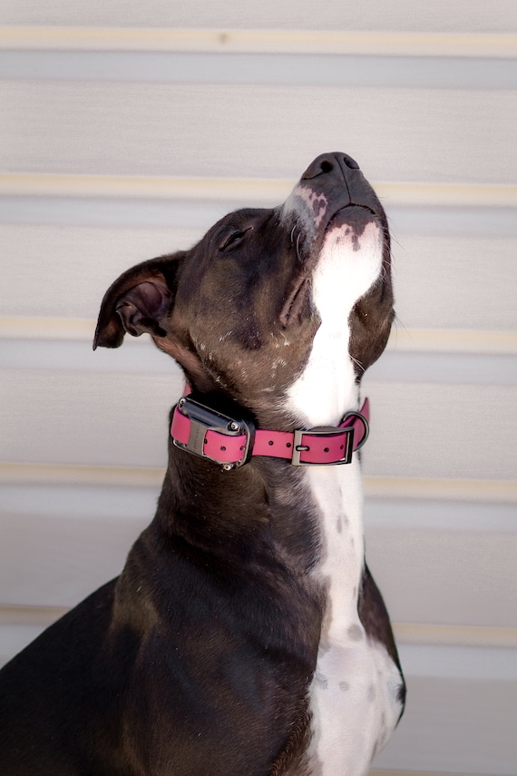 Quick Release Bungee E collar Strap E collar Dog Accessories Collar Dog Collars Custom Dog Collar Dog Training Etsy