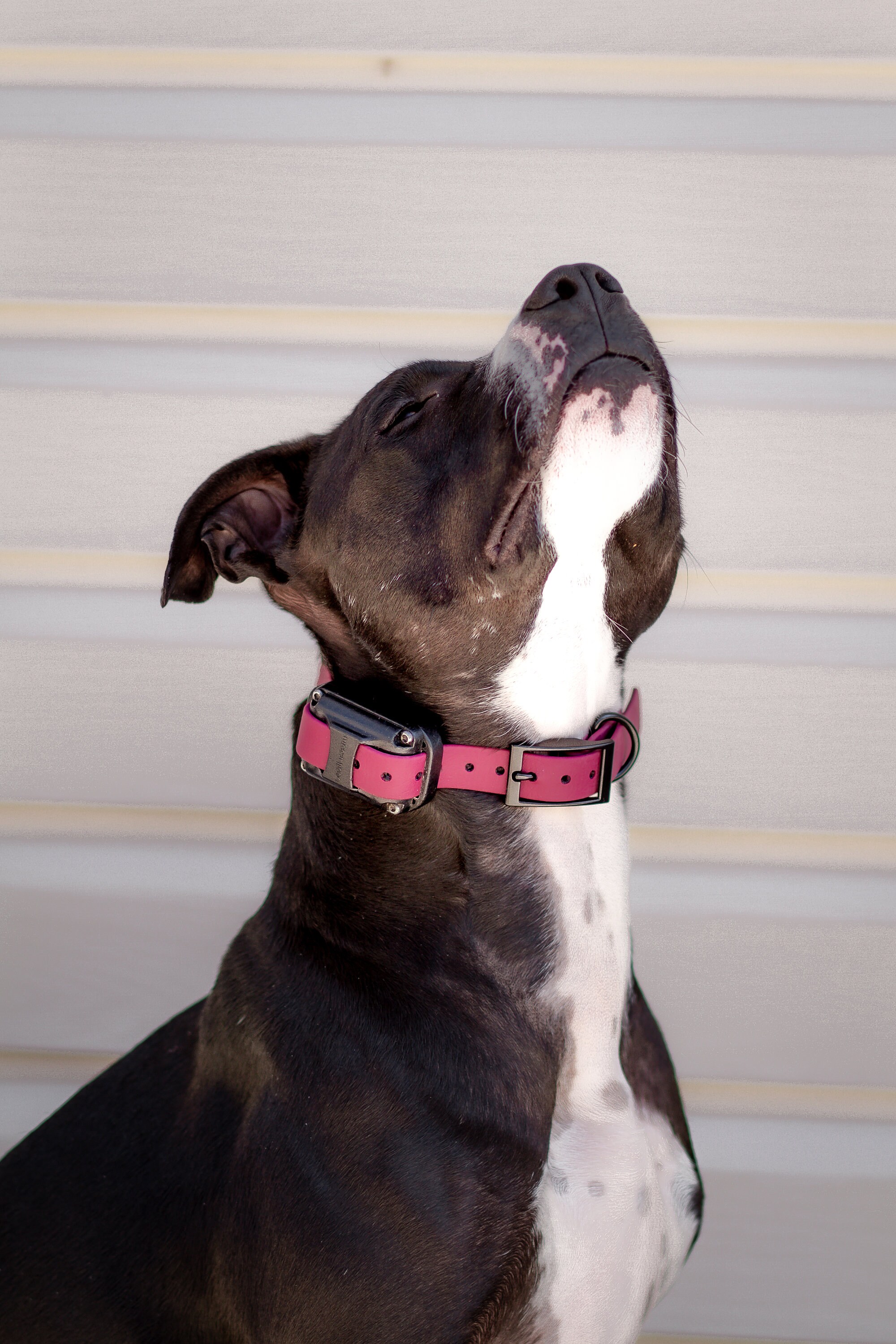 Working deals terrier collar