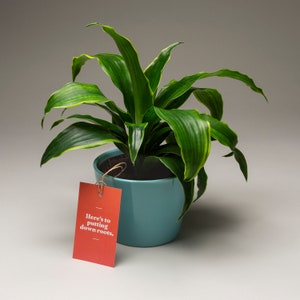 PERSONALIZED Plant Pop-By Tags | 10 Printed Pop-By Tags | Real Estate | Client Gifts | Keep America Beautiful Month Pop By | Housewarming