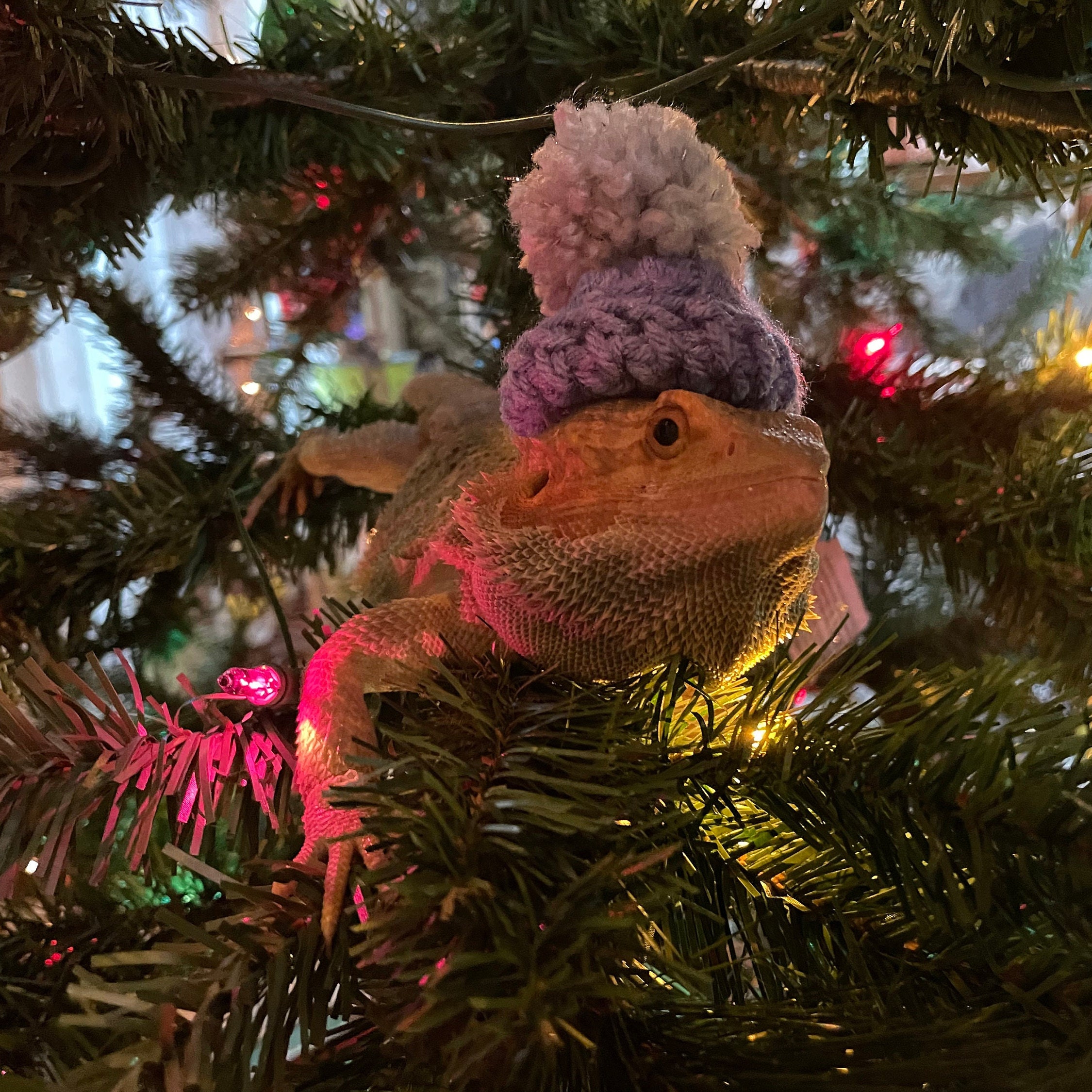Bearded Dragon Hat, Lizard Costume, Reptile Hat, Crochet Knitted Hat ...