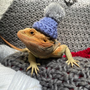 Op de afbeelding: Een baardagame die een lichtblauwe gebreide muts draagt met een grijze pompon bovenop. De draak zit op een grijs en rood gebreid deken.