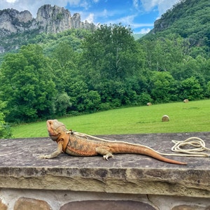 Pu&ograve; includere: Un drago barbuto marrone e arancione al guinzaglio, che guarda la telecamera. Il drago &egrave; su un muro di pietra con un campo erboso verde e una catena montuosa sullo sfondo.