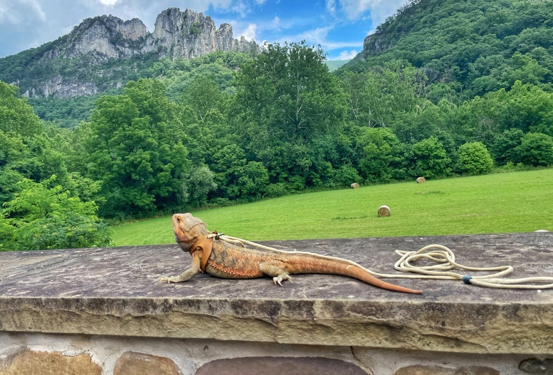 Pu&ograve; includere: Un drago barbuto marrone e arancione al guinzaglio, che guarda la telecamera. Il drago &egrave; su un muro di pietra con un campo erboso verde e una catena montuosa sullo sfondo.