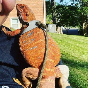 Pu&ograve; includere: Un drago barbuto rosso e arancione con un'imbracatura grigia e un guinzaglio verde. La lucertola &egrave; tenuta da una persona.