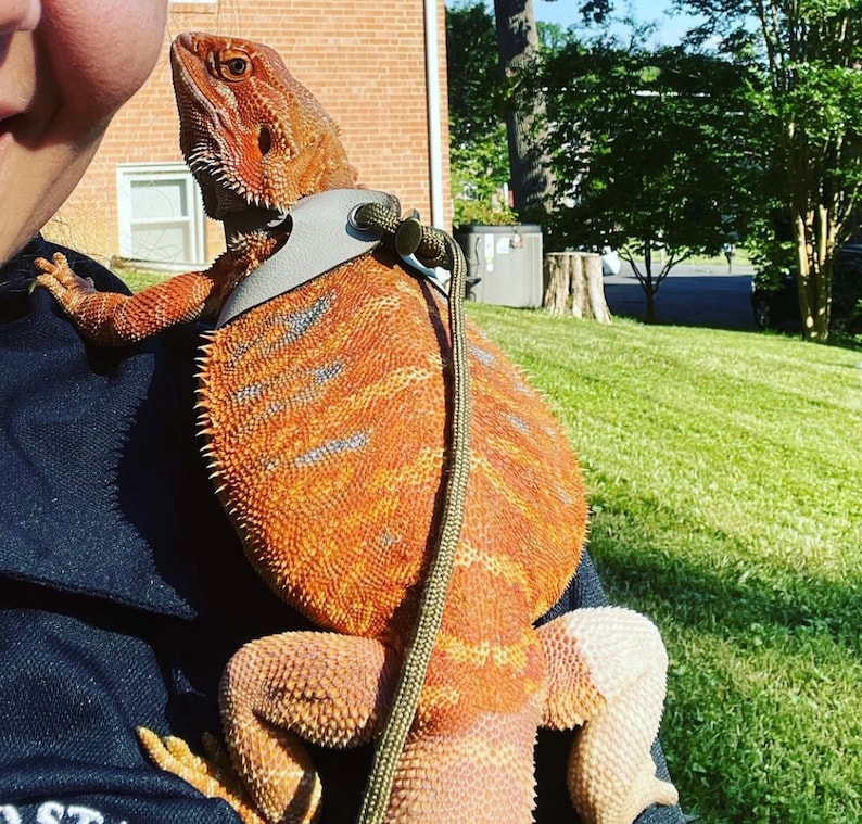 Pu&ograve; includere: Un drago barbuto rosso e arancione con un'imbracatura grigia e un guinzaglio verde. La lucertola &egrave; tenuta da una persona.