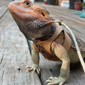 Pu&ograve; includere: Un drago barbuto marrone e beige con un'imbracatura in pelle marrone e un guinzaglio bianco. Il drago &egrave; in piedi su una superficie di legno.