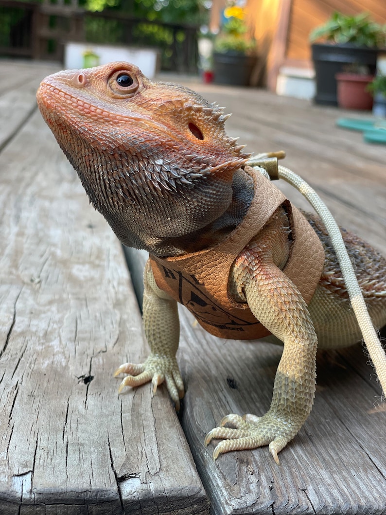 Pu&ograve; includere: Un drago barbuto marrone e beige con un'imbracatura in pelle marrone e un guinzaglio bianco. Il drago &egrave; in piedi su una superficie di legno.