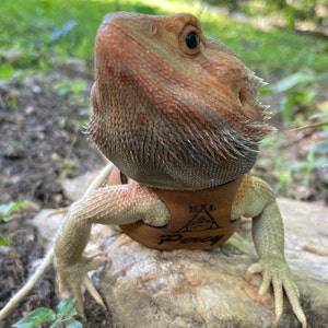 Pu&ograve; includere: Un'imbracatura in pelle marrone con il testo "Pacy" e "XXL" su di essa. Un drago barbuto indossa l'imbracatura e guarda in alto.