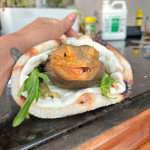 May include: A bearded dragon lizard with an open mouth is lying in a white and brown patterned fabric burrito. The lizard is surrounded by green leafy greens.