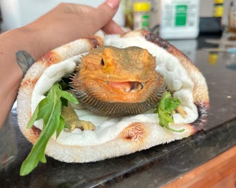 Skäggagams burritofilt, burritosäng för skäggagamlar, ödlelounge, tacosäng, burritosäng, tortillafilt