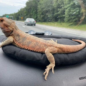 Bearded Dragon Car Pillow with suction cups, Lizard travel Lounge