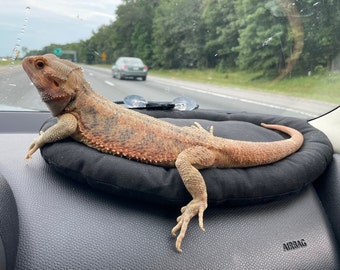 Bearded Dragon Car Pillow with suction cups, Lizard travel Lounge