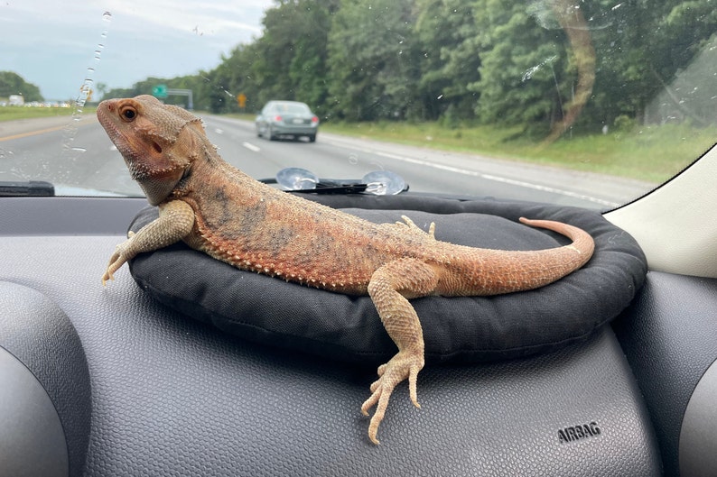 Bearded Dragon Car Pillow with suction cups, Lizard travel Lounge