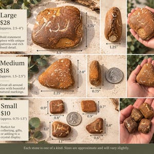 May include: A collection of brown fossil stones categorized by size as large, medium, and small. The large stone measures 3.5 inches by 2.75 inches, the medium stone is 2.25 inches by 2.0 inches, and the small stones range from 0.6 to 1.1 inches.
